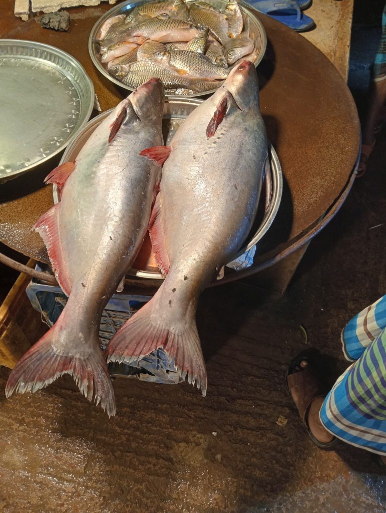 Fish airdrop 24